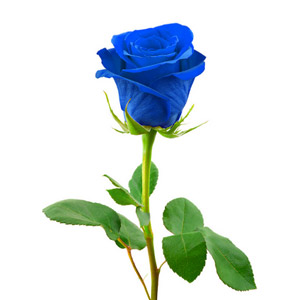 یک شاخه گل رز آبی